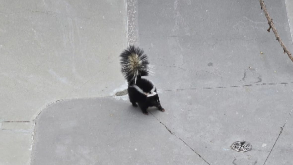 9-year-old helps rescue skunk stuck in Nelson skate bowl [Video]