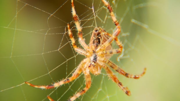 Spiders, spiders everywhere? Islanders are noticing more, and bigger, arachnids [Video]