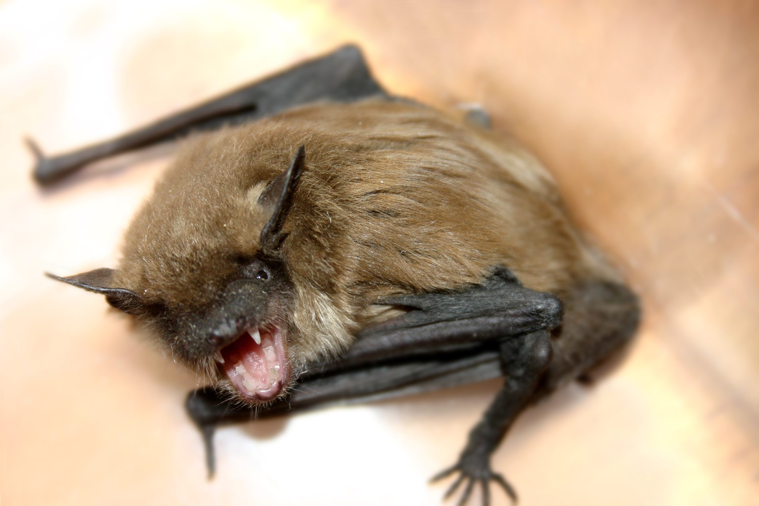 Child Dies of Rabies After Bat Broke Into Bedroom [Video]