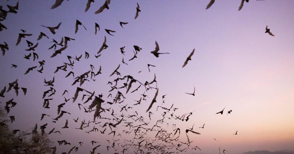 Child dies from rabies in Ontario, Canada after bat found in bedroom | World News [Video]