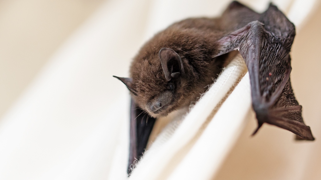 How bat health could be linked to human health [Video]