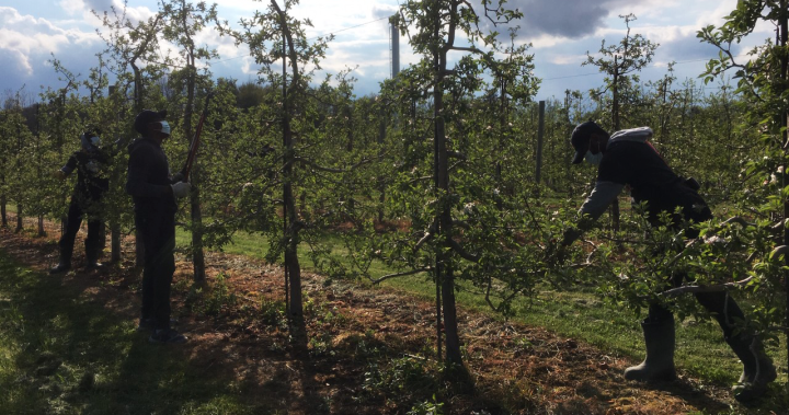 Theyre filling strollers: Inflation leading to theft at Ontario apple farms [Video]