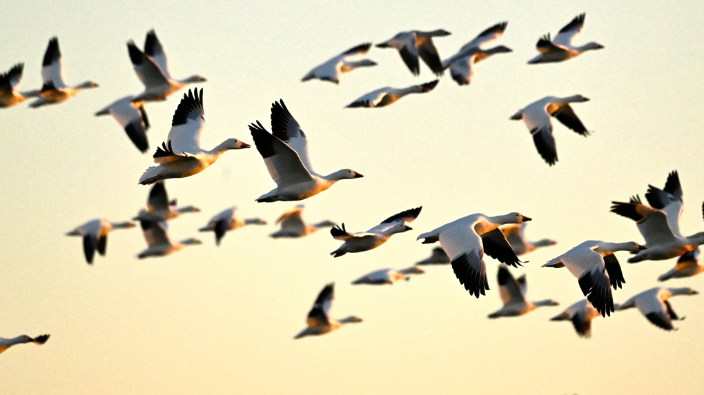 Experts offer advice to keep birds safe during fall migration [Video]