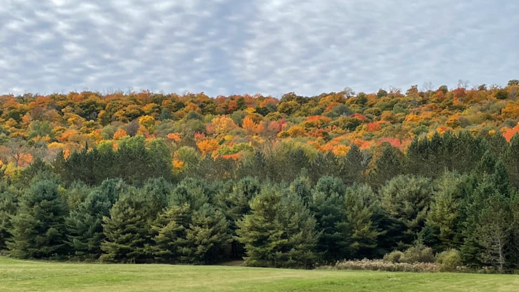 London, Ont. forecast for Oct. 5, 2024 [Video]