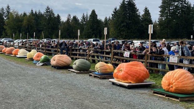 B.C.’s giant pumpkin weigh-off declares winner [Video]