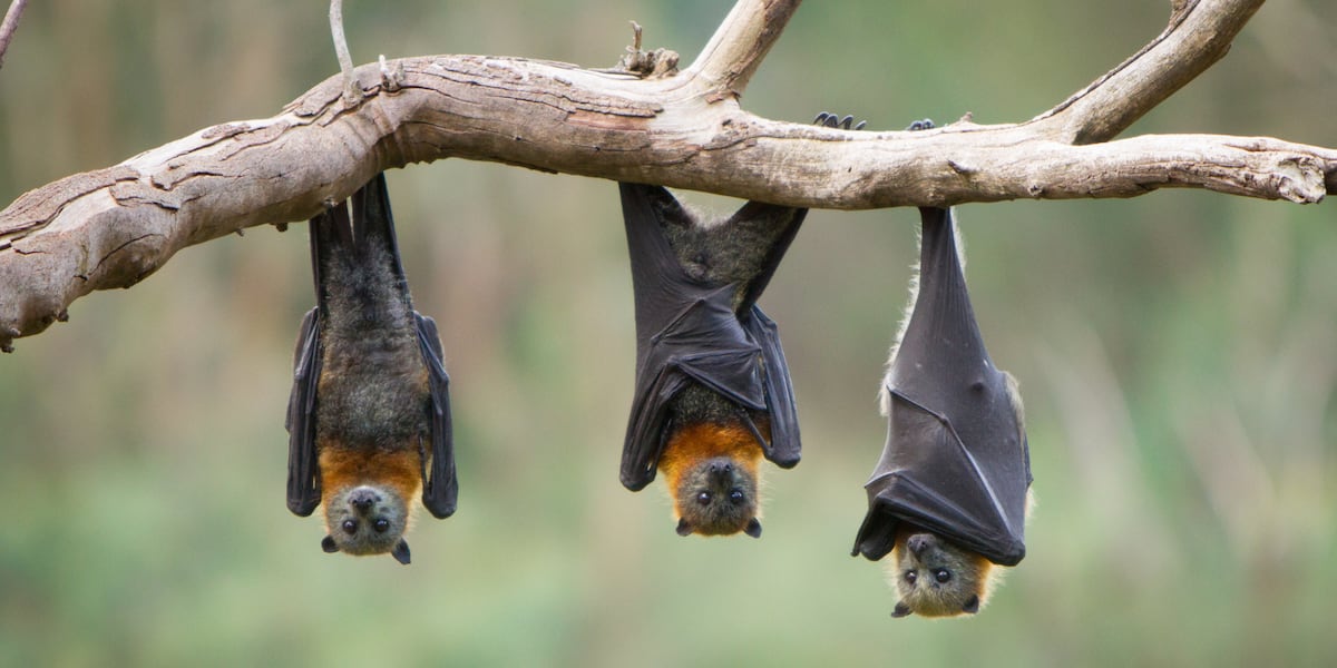 Child dies from rabies after being bitten by a bat in their bedroom [Video]