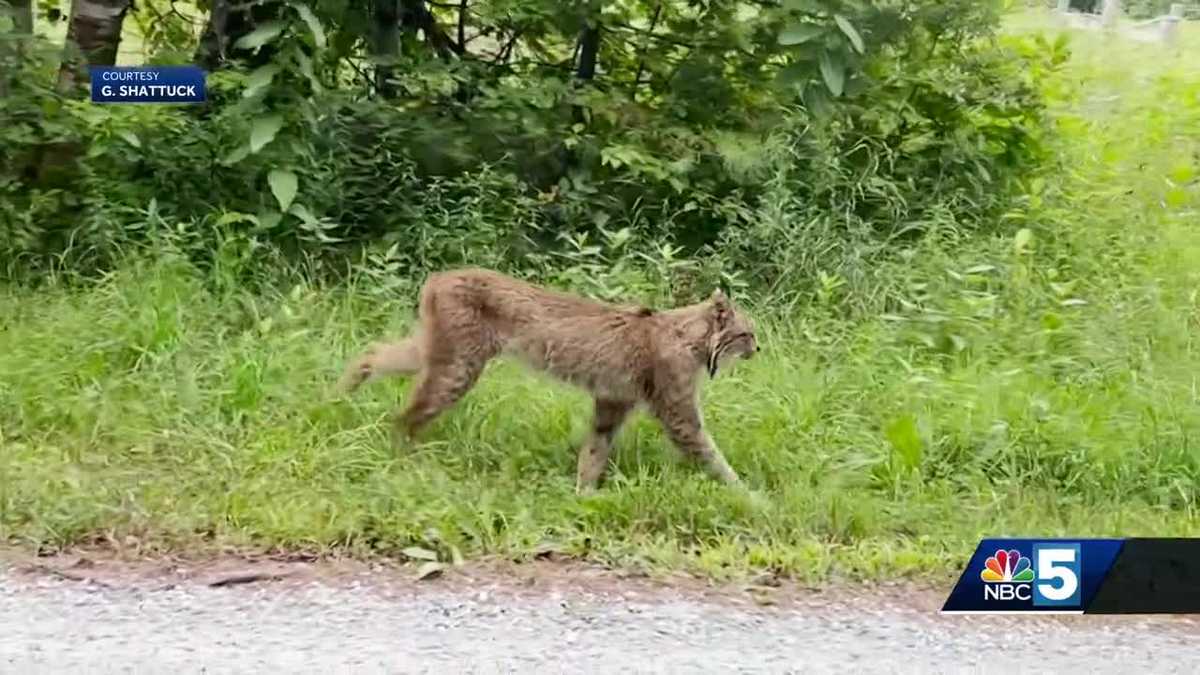 Rare Canada lynx continues to be spotted in Vermont [Video]