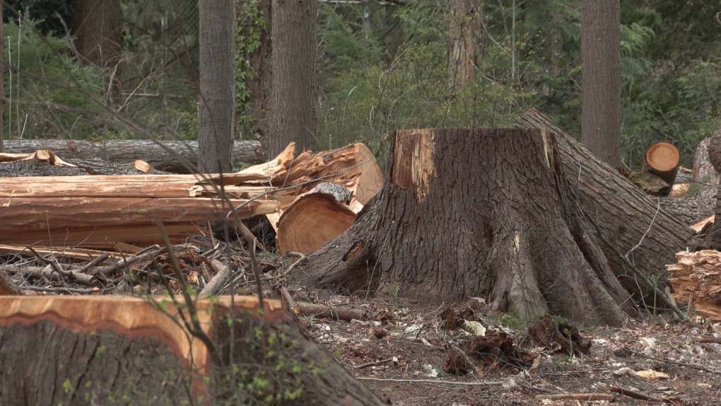 Vancouver Park Board to vote on next phase of Stanley Park tree removal [Video]