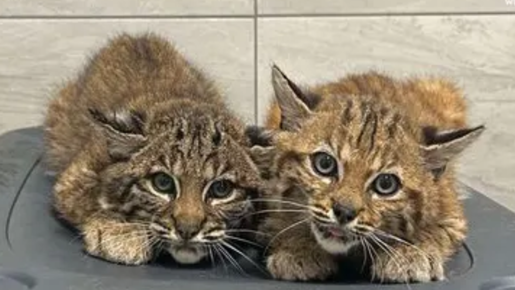 B.C. rescue caring for pair of orphaned bobcat kittens [Video]