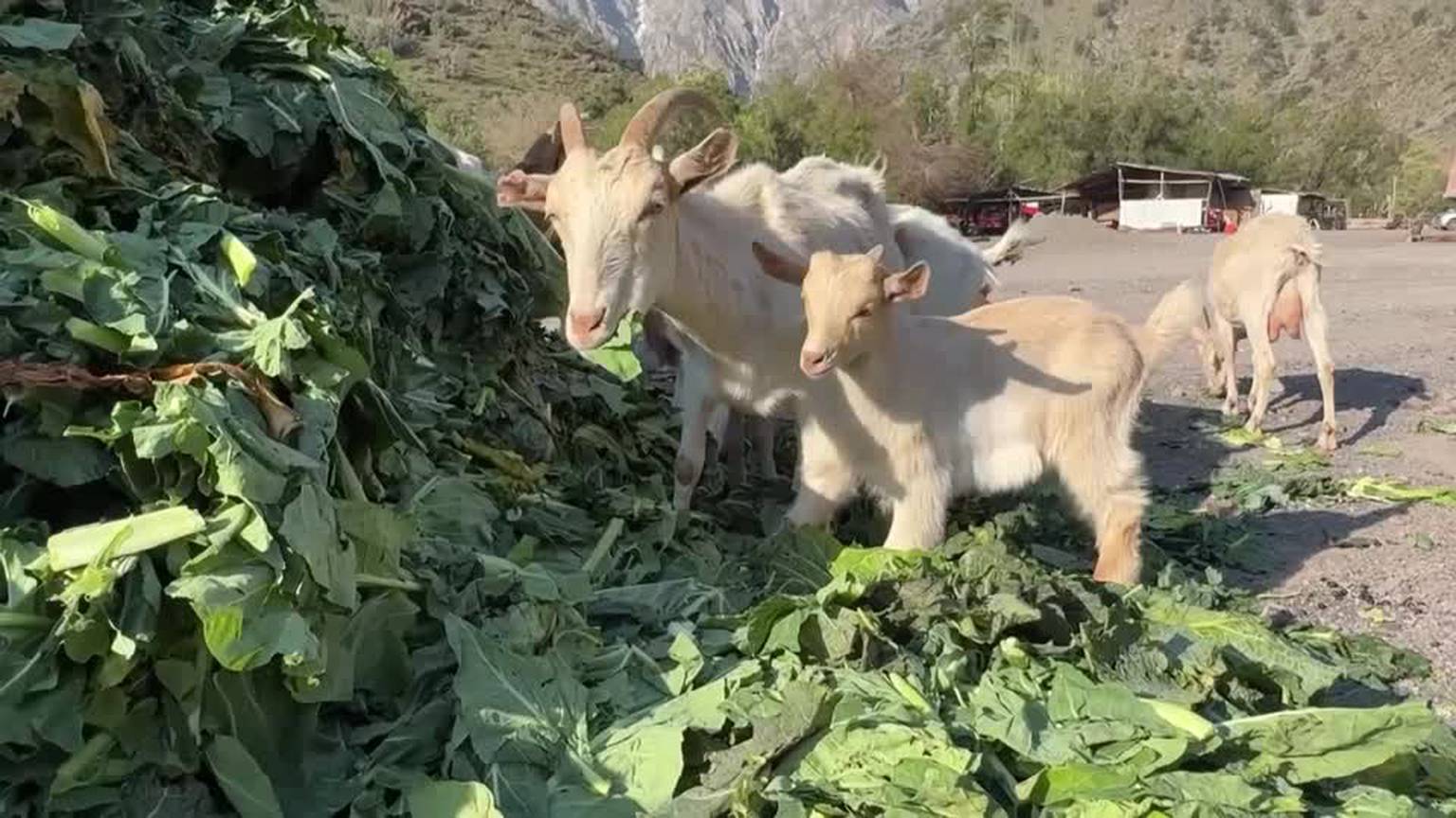 Video: Food waste from markets reused as livestock feed in Chile [Video]