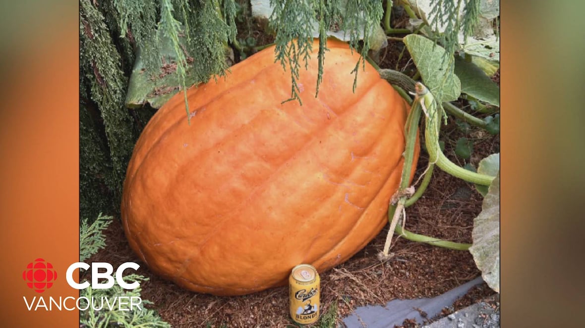 Giant pumpkin pilfered from West Kelowna property [Video]