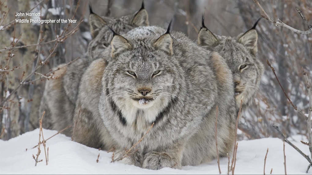 John Marriot wins award for best animal portrait [Video]