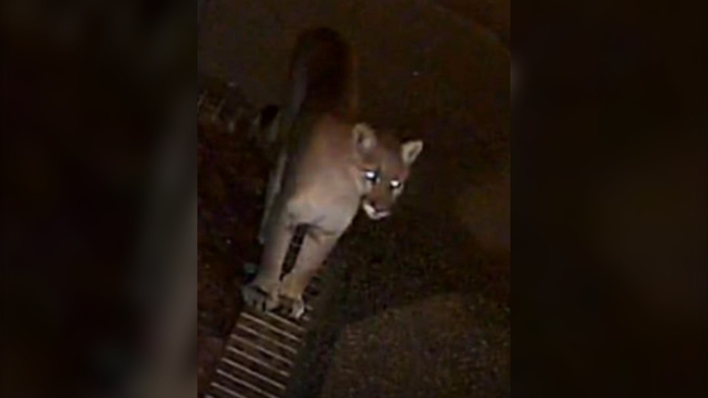 Cougar spotted in Lloydminster | CTV News [Video]