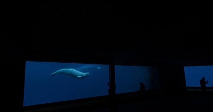 Another beluga dies at Marineland. Ontario saying little on 4-year probe into park [Video]