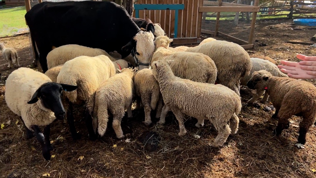 Spencerville, Ont. farmers say a suspected cougar is attacking their sheep [Video]