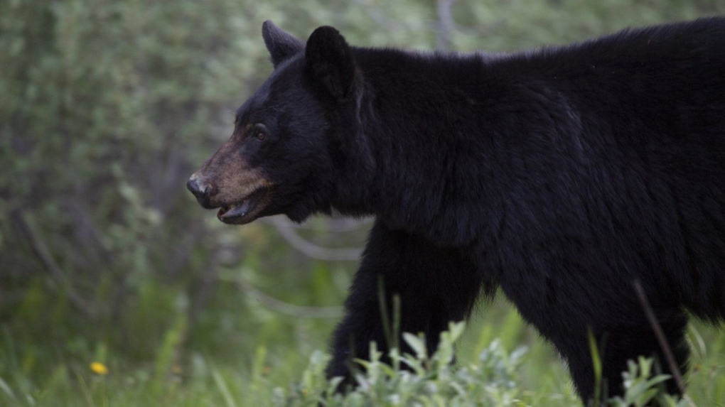 B.C. wildlife group offers reward after dead black bears found without paws [Video]