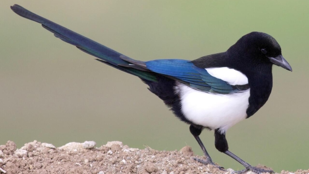 Bird Friendly Edmonton opens vote for city bird representative [Video]