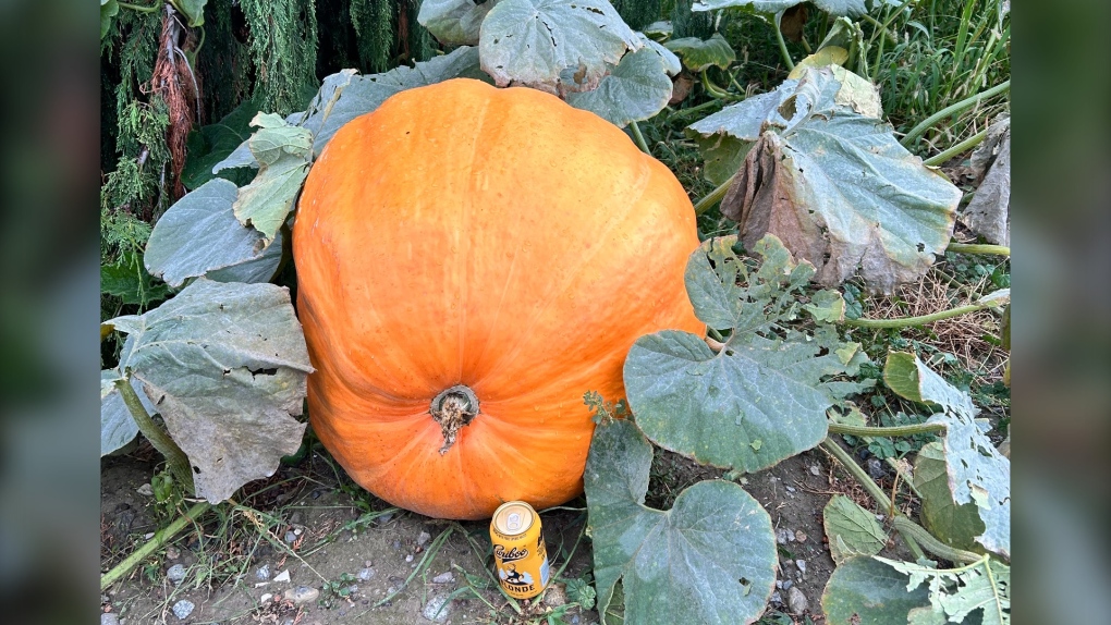 Thieves somehow stole a 240-pound pumpkin in West Kelowna [Video]