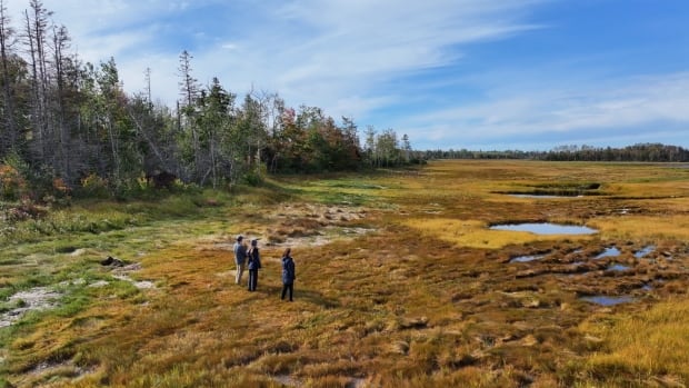 Island Nature Trust wants you... to volunteer to patrol its growing number of protected acres [Video]