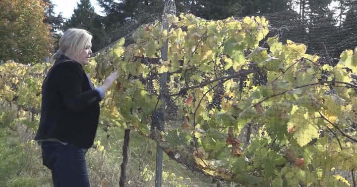 Vancouver Island winery to close, citing pandemic-era debt – BC [Video]