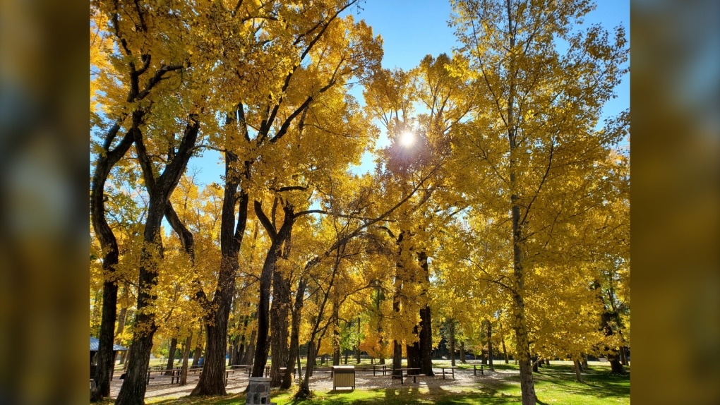 Calgary weather: Back into above-seasonal daily highs for the weekend [Video]