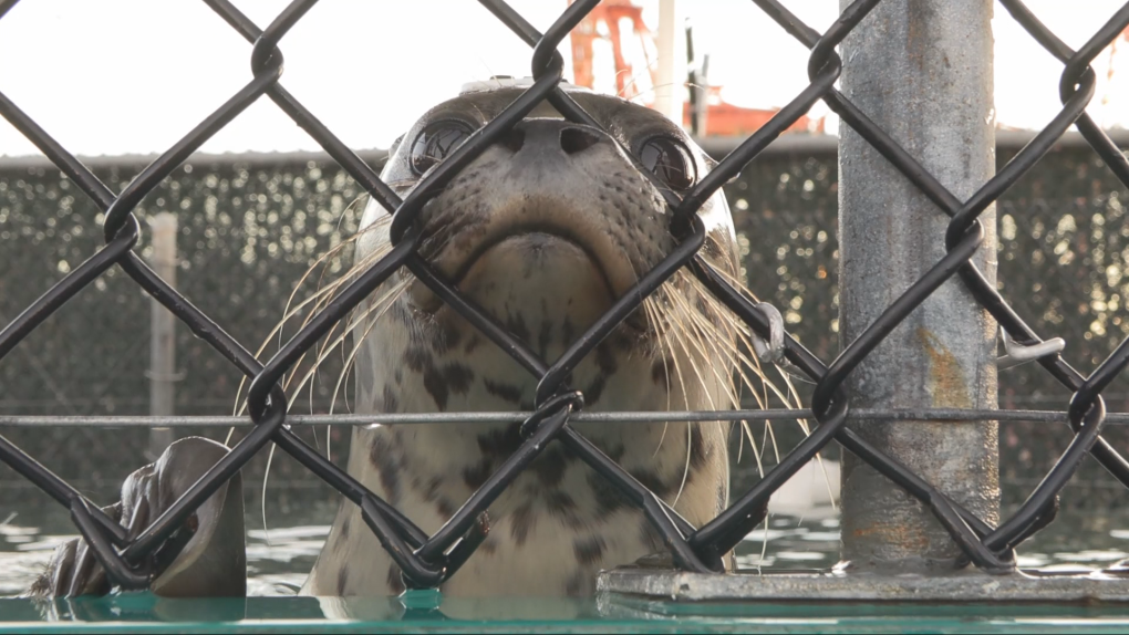 Rescue centre releases 5 rehabilitated seals off Vancouver [Video]