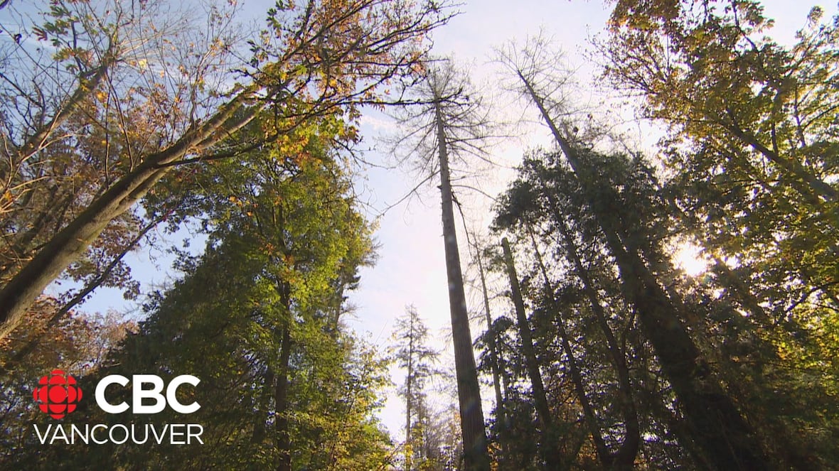 Vancouver Park Board approves Phase 2 of Stanley Park infected tree-removal plan [Video]