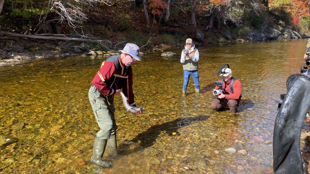 N.B. news: Atlantic salmon release held at river [Video]