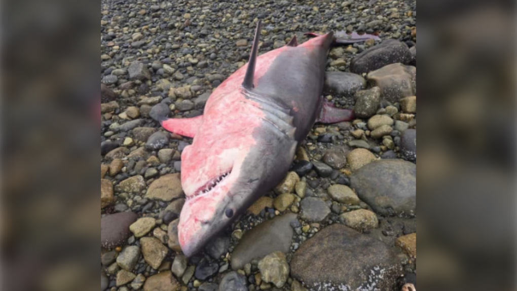 Great white shark washes up on B.C. shore [Video]