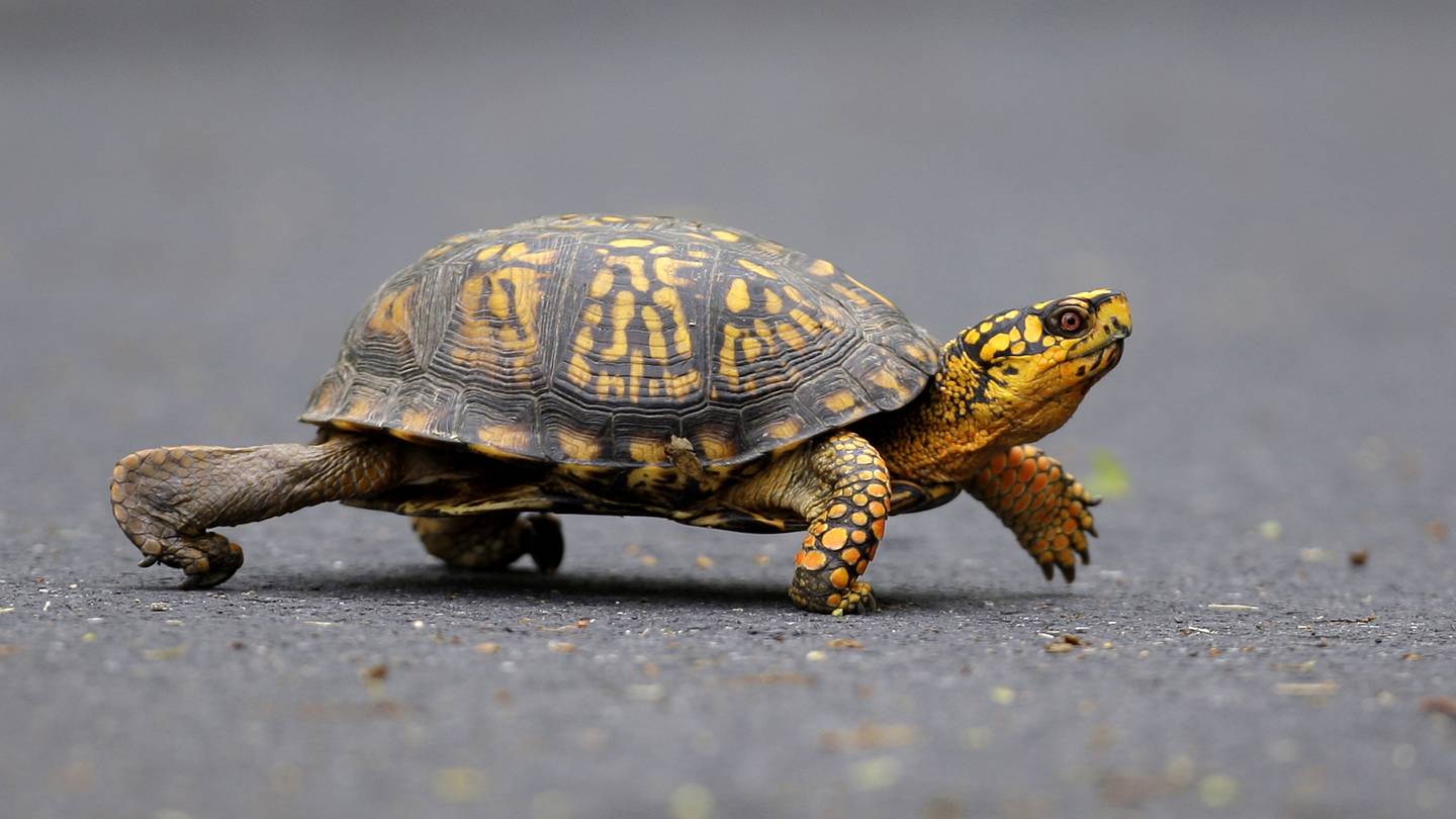 Woman pleads guilty to trying to smuggle 29 turtles across a Vermont lake into Canada by kayak  WSOC TV [Video]