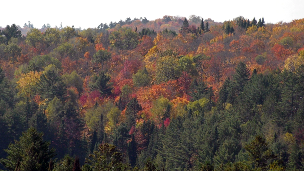 Fall colours on display in Algonquin Park [Video]