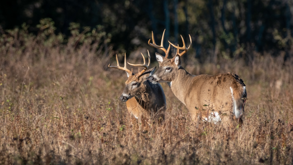 Woodslee man charged in illegal hunting practices investigation [Video]