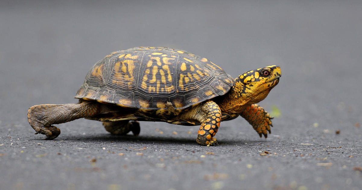 Woman who tried to smuggle 29 turtles into Canada by kayaking across lake pleads guilty [Video]