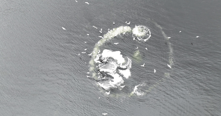 Inspiring: Video captures humpback whales bubble-net feeding