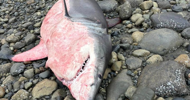 Great white shark washes up dead on B.C. beach [Video]