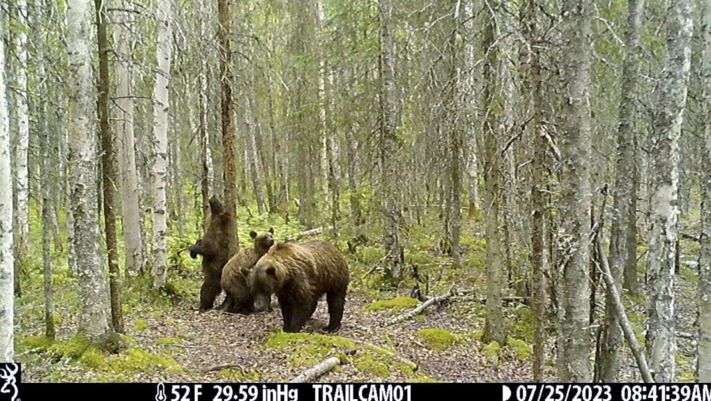 Fat Bear Week: Trail cameras capture Alaska wildlife [Video]