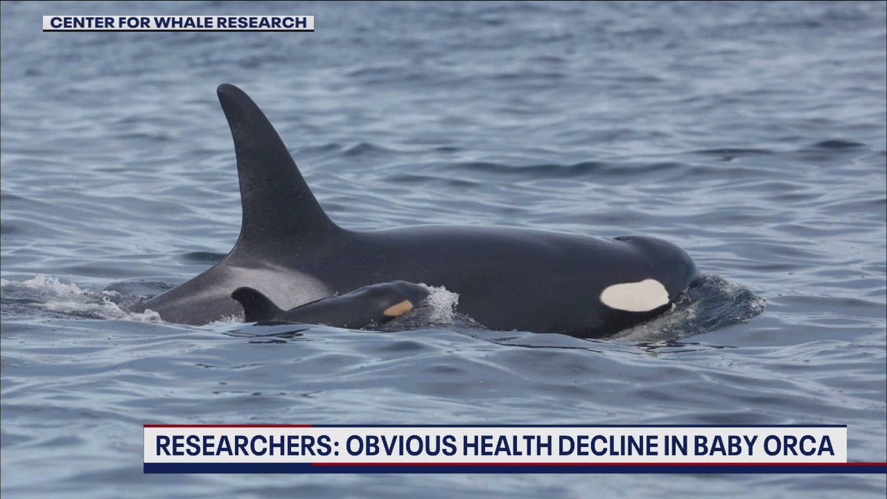 ‘Concerning’ health decline of baby orca in WA [Video]