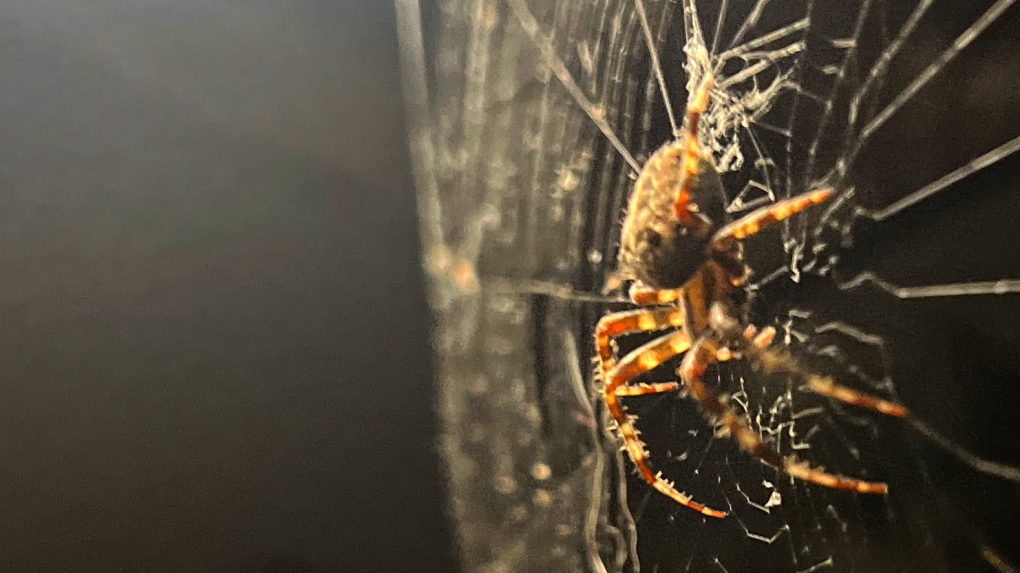 More and bigger spiders noticeable in Montreal this fall [Video]