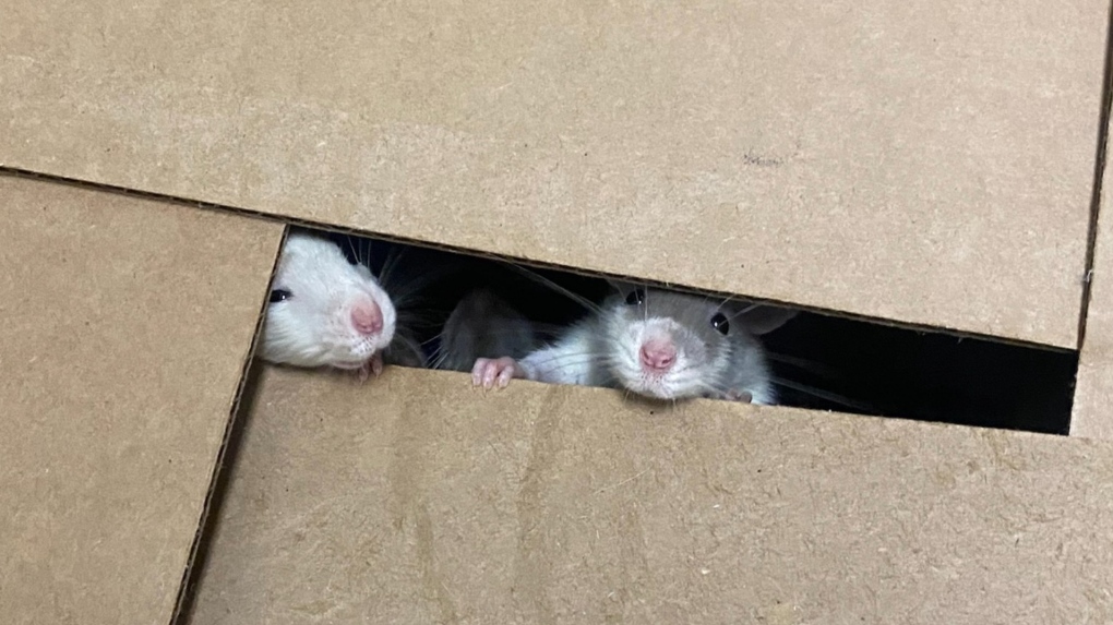 More than 20 rats left outside Winnipeg Humane Society [Video]