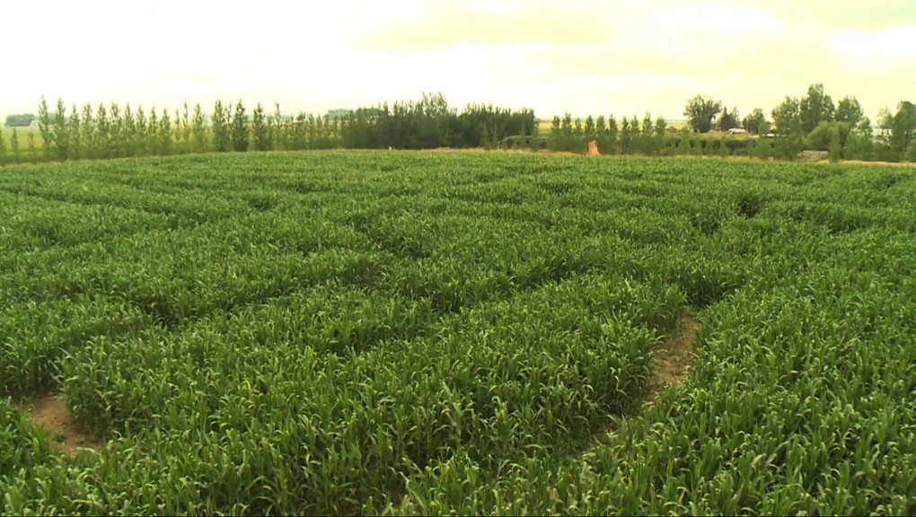 Monday fundraiser as Lethbridge Corn Maze turns 25 [Video]