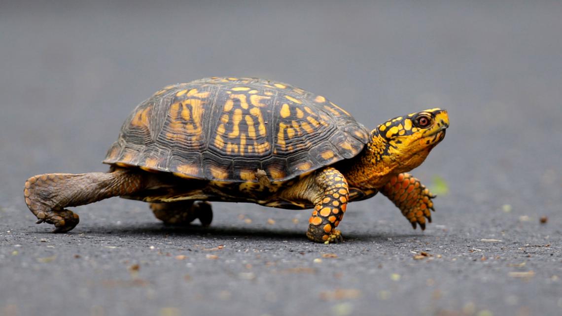 Woman pleads guilty to trying to smuggle turtles into Canada [Video]