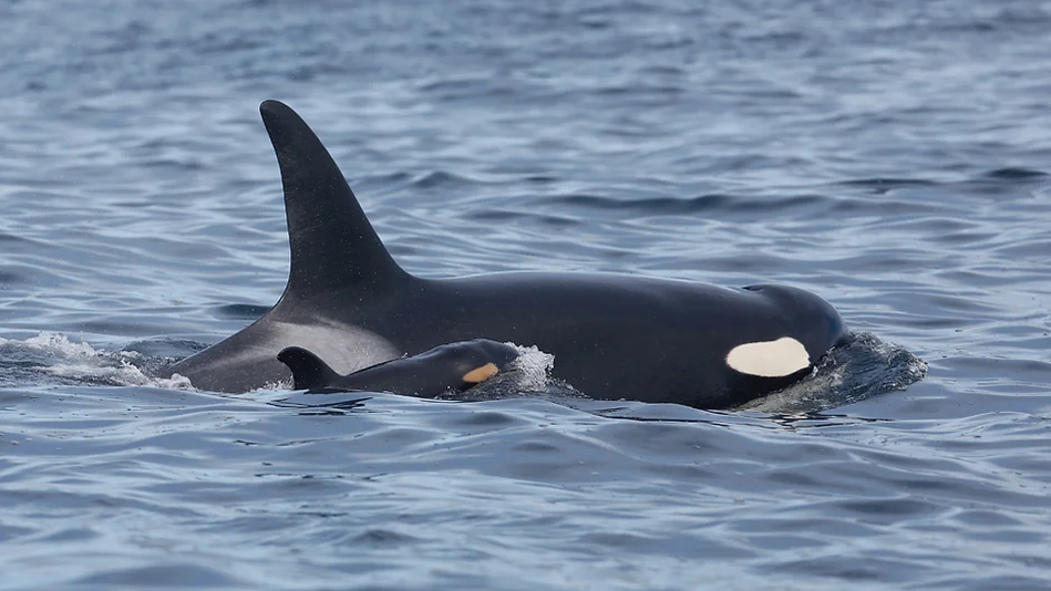 Emaciated orca calf spotted off Vancouver Island, researchers say [Video]