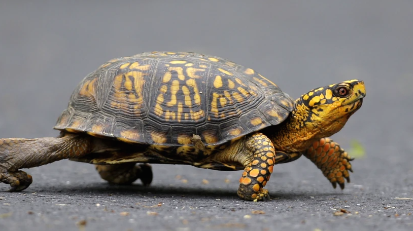 Woman pleads guilty in Vermont turtle-smuggling attempt [Video]