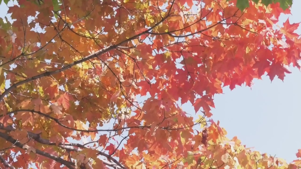 Weather for Thanksgiving Day in Windsor [Video]