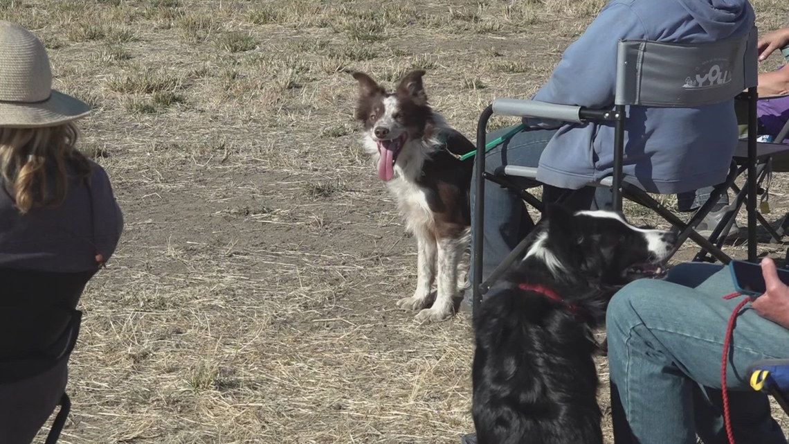 Border Collies compete in Cheney to be champions [Video]