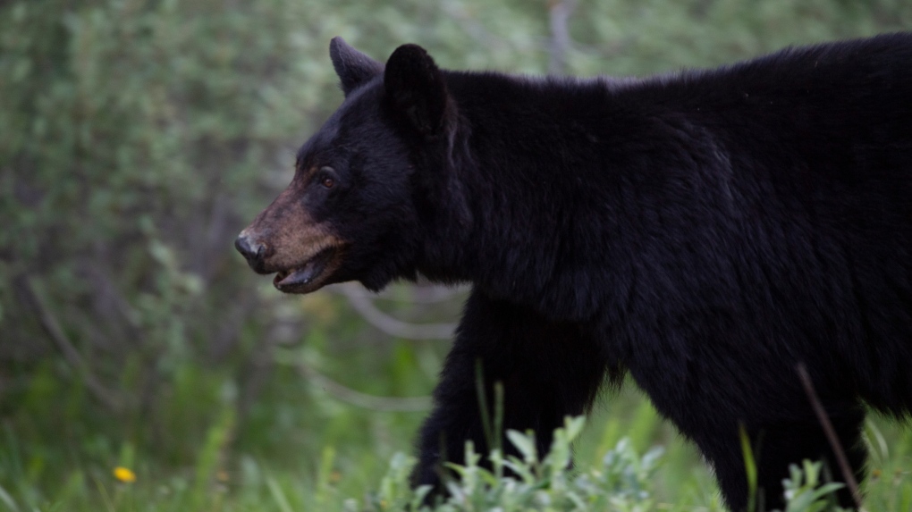 Undercooked bear meat linked to parasitic outbreak: CDC [Video]