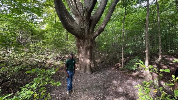 Q&A: The Meeting Tree has deep roots in London’s Westminster Ponds [Video]