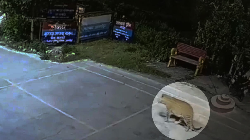 Leopard spotted sauntering past India police station [Video]