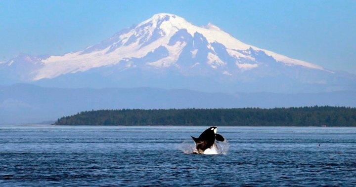 Surprising study finds more fish may not be key to orca survival [Video]