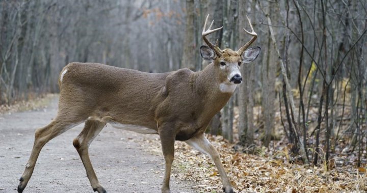 Montreal-area city gets permit to go ahead with deer cull in local park – Montreal [Video]